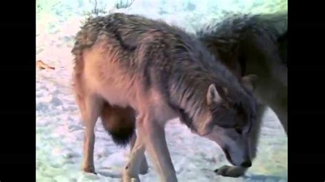 Wolves Signalling With Tail Position Youtube