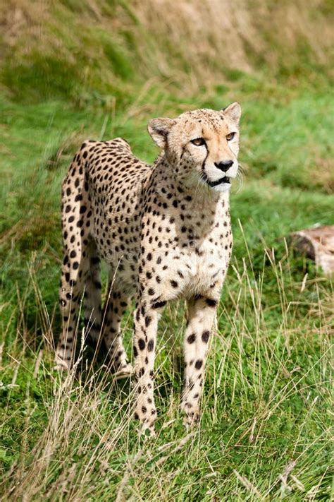 Cheetah Standing In Grass Stock Image Image Of Wild 124596153
