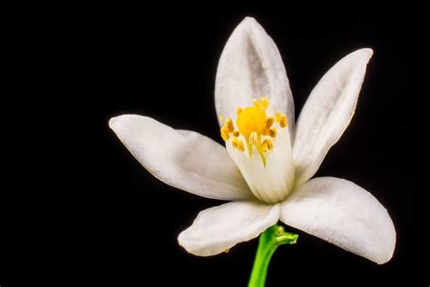 Orange Blossom Small Flower White · Free Photo On Pixabay