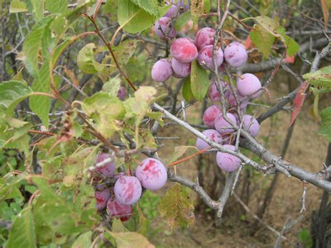 American Wild Plum Prunus Americana Great Plains Nursery