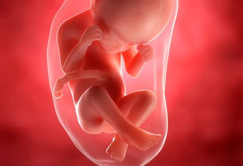 According to webmd, in the 25th week of pregnancy, a baby is in its 23th week of development and measures 8.8 inches from the top of its head to its bottom. 24 weeks pregnant: Advice, symptoms, what to expect and ...
