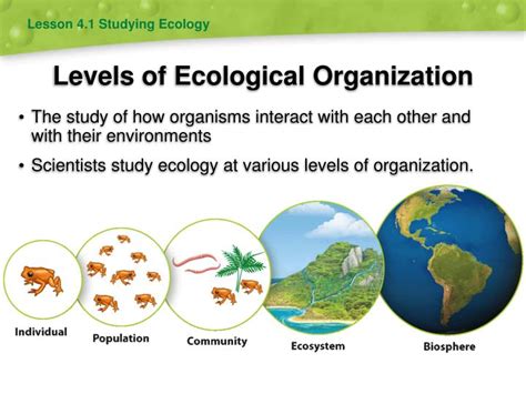 Ppt Levels Of Ecological Organization Powerpoint