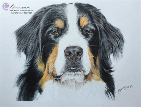 Coloured Pencil Drawing Of Roxy The Bernese Mountain Dog