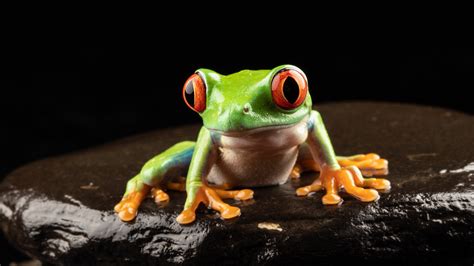 Red Eyed Tree Frog Dark Background 4k Hd Frog Wallpapers Hd