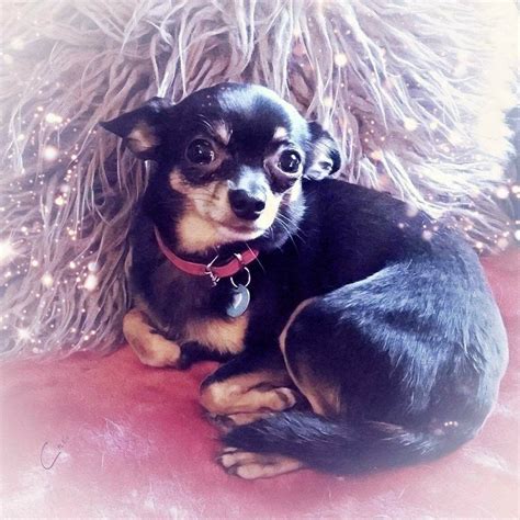 Walter Bishop The Beautiful Black And Tan Chihuahua Cute Animals