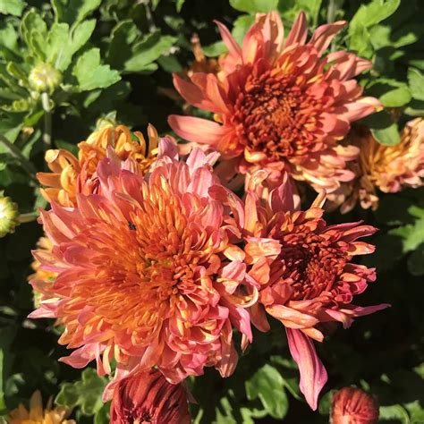 That perennial place, a second generation family owned business and once backyard hobby has blossomed into a successful landscape company and garden center and now features over 600 varieties of plant material covering 5 acres of property located in morris il. Rose Blush Perennial Mum Plants for Sale | Free Shipping