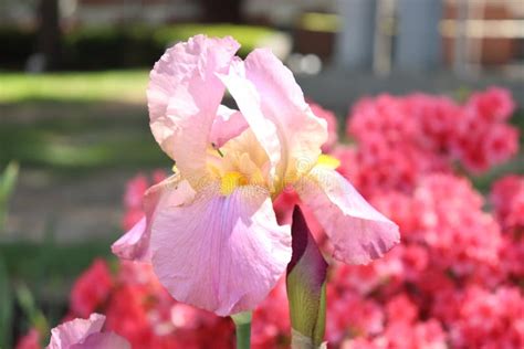 Pink Iris In A Garden Stock Image Image Of Wildflower 217203147