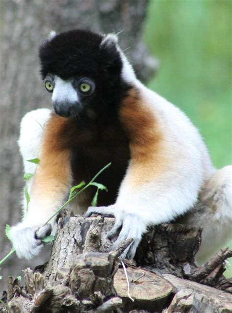 Crowned Sifaka Zoochat