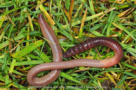 Common Earthworm Stock Photo Minden Pictures