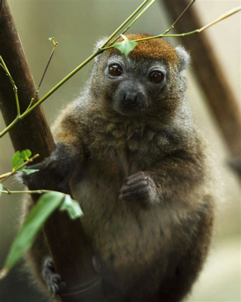 Lesser Bamboo Lemur Zoochat