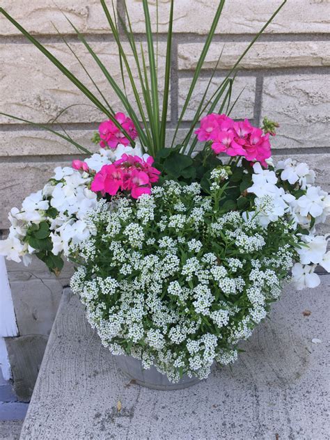 Front Porch Flower Pot In 2024 Container Flowers Potted Plants