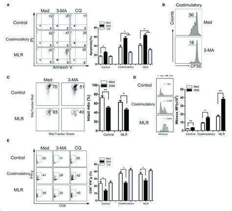 Enhanced Autophagy Maintains Mitochondria Mediated Cd8 T Cells