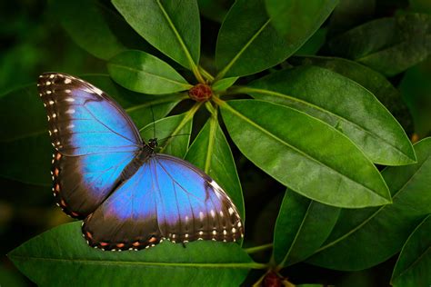 Morpho Butterfly Wing Scales And Facts Britannica