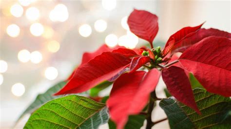 Jack charlton who was due to play, caught a cold on the eve of the west germany match. #ZeroWasteHolidays: 10 Decorative Christmas Plants That ...