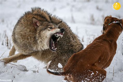 تصاویر درگیری گرگ با دو سگ نیوزین