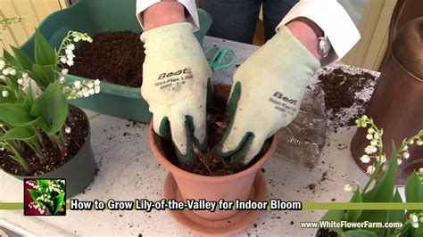 How To Grow Lily Of The Valley Indoors White Flower Farm Youtube