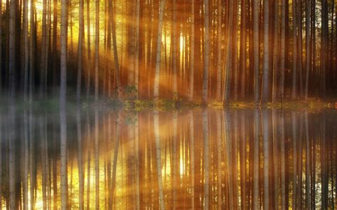 Download Wallpaper 1680x1050 Forest Trees Mist Lake Reflections
