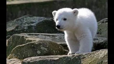 Knut The Polar Bear Youtube