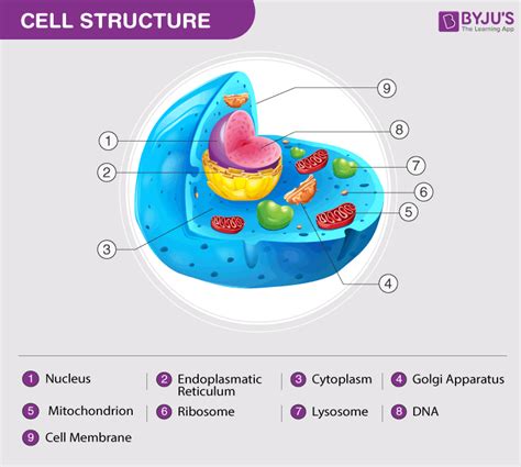 Cell wall is made of peptidoglycans. Animal Cell - Structure, Function, Diagram and Types