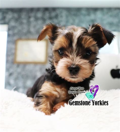 Brightstrangethings has uploaded 84 photos to flickr. Pin on Parti Yorkies