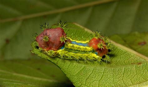 Stinging Nettle Slug Caterpillar Cup Moth Monema Sp Li Flickr