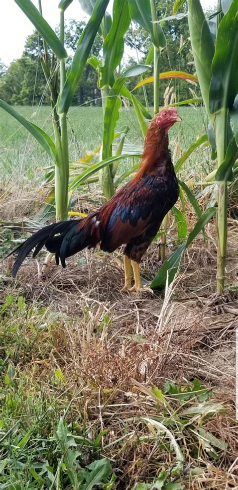 Wheaten Aseel Asil Chickens For Sale Cackle Hatchery®