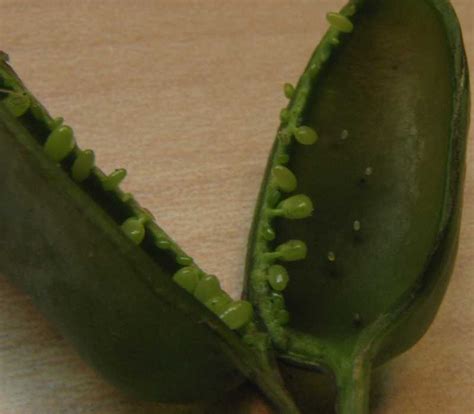 Animalia: Mollusks, Segmented Worms, and Arthropods