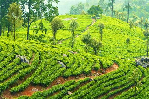 Tea Plantations In Sri Lanka The 7 Best Tea Factory Tours