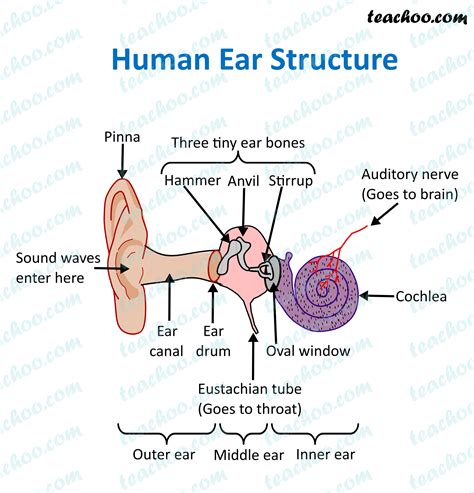 Human Ear Anatomy Parts Of Ear Structure Diagram And