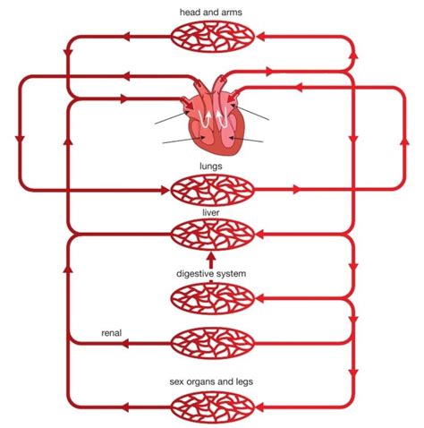 Igcse Biology Diagrams Circulatory System Blood Vessels Diagram Quizlet