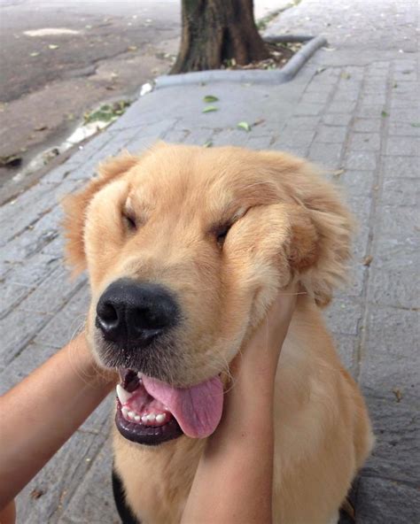 66 Squishy Dog Cheeks That Are Impossible To Resist Squishing Animals