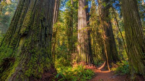 Worth More Standing The Value Of Old Growth Forests Earth911