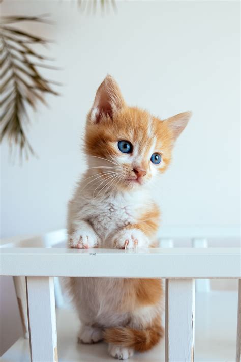 Many orange cats will have white legs and a white underbelly. Kawaii Neko: 100 Cute Japanese Cat Names With Their ...