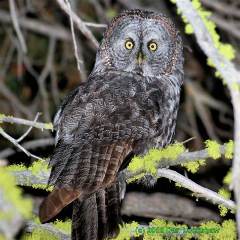 Great Gray Owl Photo