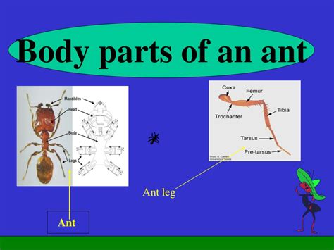 Ppt Ant Nest Powerpoint Presentation Free Download Id1487296