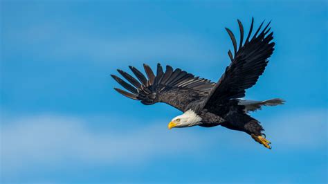 An Eagle Flying In The Sky · Free Stock Photo