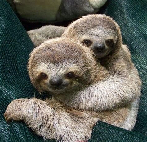 Pin By Thomas Dargan On Amazingmammalsbigandsmall Cute Baby Sloths