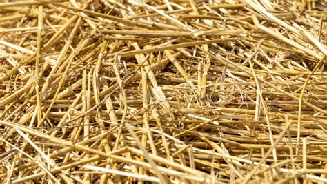 Close Up Of Dried Straw To Protect Crops From Drought In Vegetable