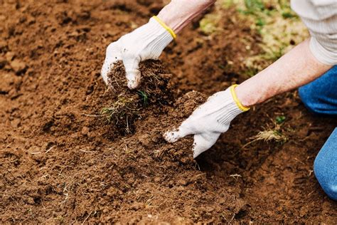 Gardening In Clay Soil Pros And Cons How To Improve Proven Winners