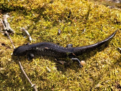 The Great Salamander Migration The Dawes Arboretum