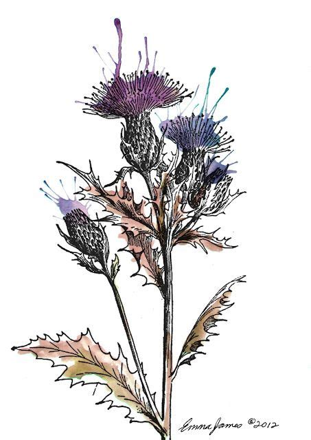 Botanical Illustration By Emma James For Antiquaria Thistles Art
