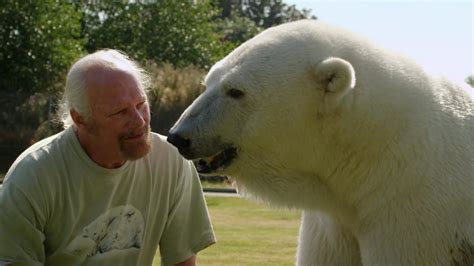 This Polar Bear Purrs When She Sees Her Human Dad The Worlds Oddest