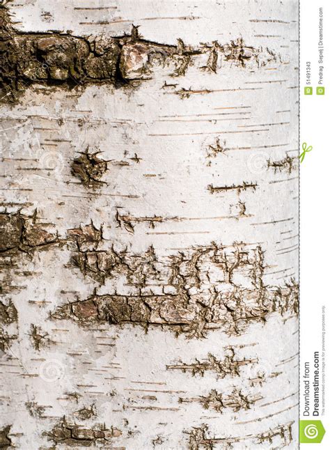 Birch Tree Bark Texture Stock Image Image Of Bark