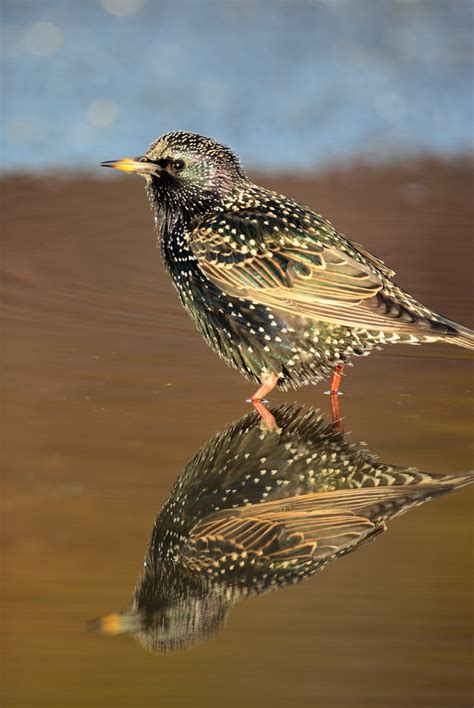 European Starling Wildlife Illinois