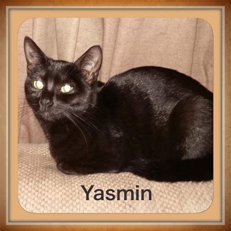 Yasmin Heronbank Cat Rescue