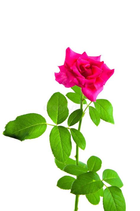 Pink Rose Flower On White Background Stock Image Image Of Plant