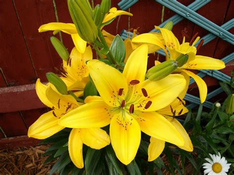 Yellow Lilies From My Garden With Images Plants Yellow Lily Garden