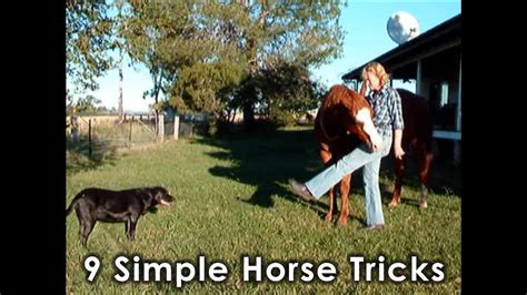Horse Tricks 101 9 Simple Horse Tricks Youtube