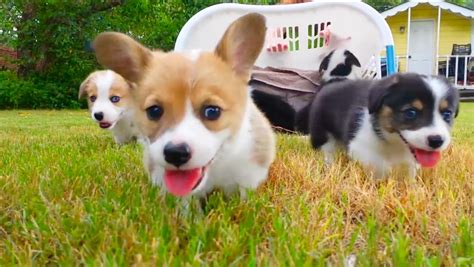 Cutest Corgi Puppies Ever Dog Fancast