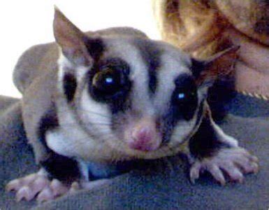 What makes sugar gliders special? Research and Report Writing: What is a Sugar Glider?